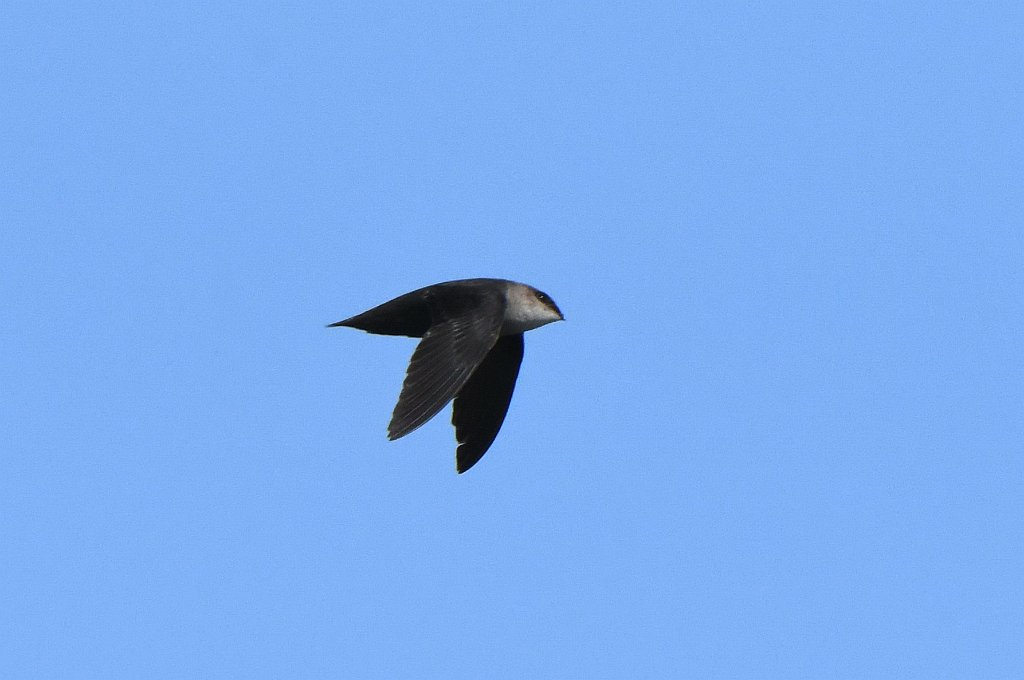 Swift, Chimney, 2017-05176921 Biddeford Pool, ME.JPG - Chimney Swift. Biddeford Pool, ME, 5-17-2017